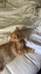 Reunited Male Cat last seen Baum-Walker Stadium, Fayetteville, AR 72701