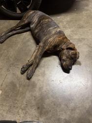 Found/Stray Male Dog last seen Near Fm 2738, Alvarado, TX 76009