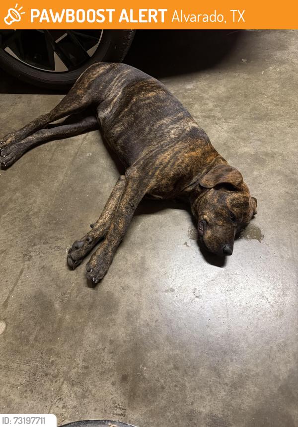 Found/Stray Male Dog last seen Near Fm 2738, Alvarado, TX 76009