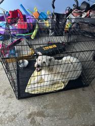 Reunited Female Dog last seen Illinois ave, centrifuge way, summit place neighborhood, Oak Ridge, TN 37830