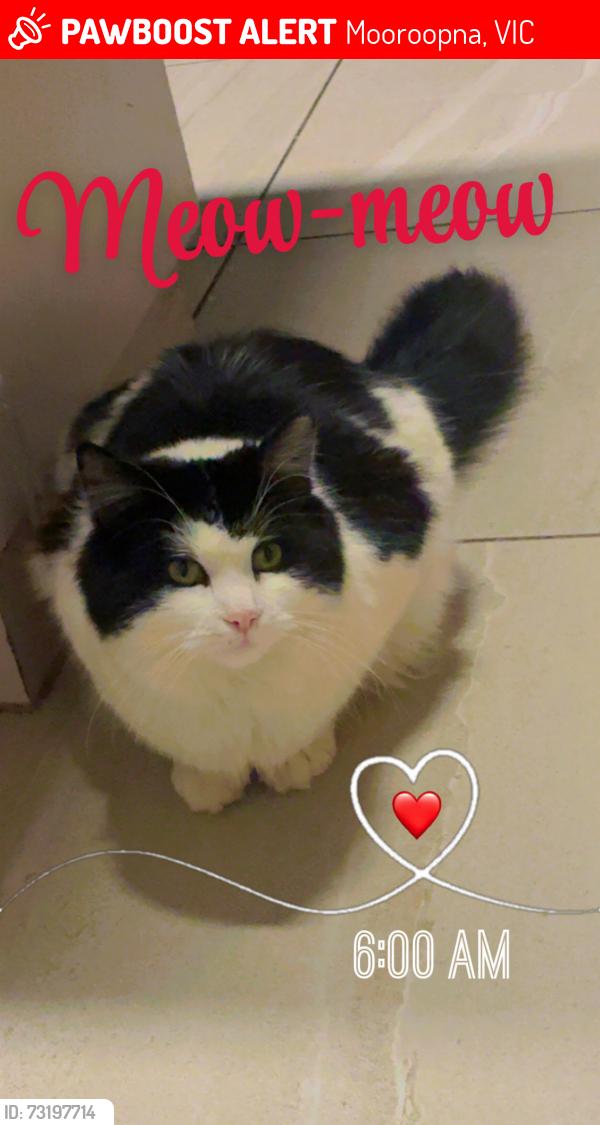 Lost Female Cat last seen Knight street moorooona, Mooroopna, VIC 3629