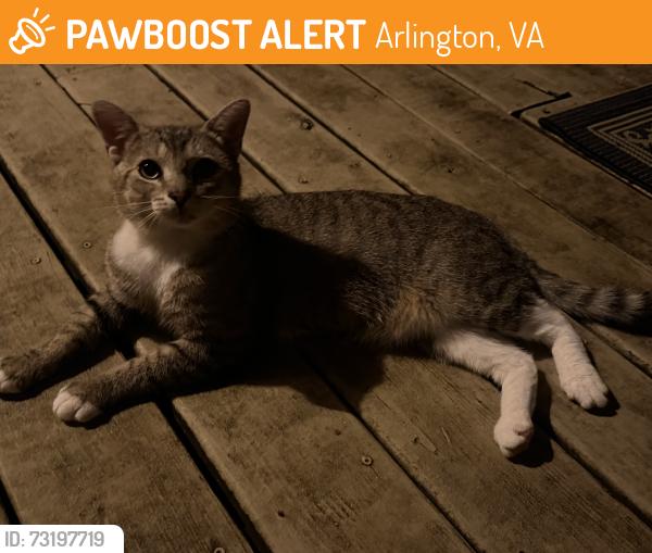 Found/Stray Female Cat last seen N. Brandywine near Glebe and Langston, Arlington, VA 22207