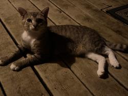 Found/Stray Female Cat last seen N. Brandywine near Glebe and Langston, Arlington, VA 22207