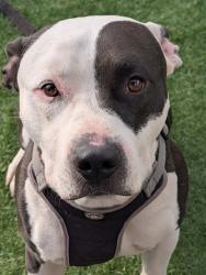 Lost Male Dog last seen bullard ave and w yuma rd, Goodyear, AZ 85323