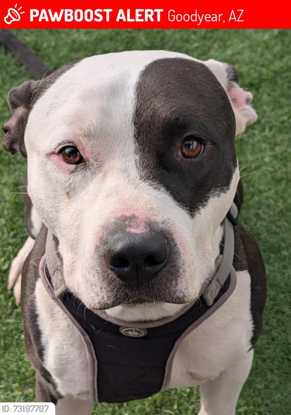 Lost Male Dog last seen bullard ave and w yuma rd, Goodyear, AZ 85323