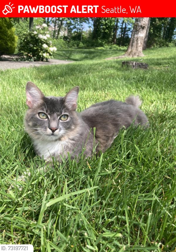 Lost Male Cat last seen 52nd & Sand Point Way NE, Seattle, WA 98105