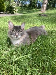 Lost Male Cat last seen 52nd & Sand Point Way NE, Seattle, WA 98105