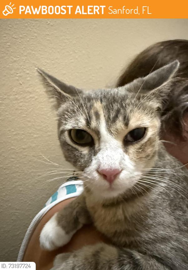Found/Stray Unknown Cat last seen Daffadil terr and lacy ln, Sanford, FL 32771