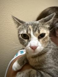 Found/Stray Unknown Cat last seen Daffadil terr and lacy ln, Sanford, FL 32771
