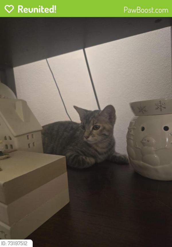 Reunited Unknown Cat last seen S Theodore St and Lourdes St near St Bernadette's church, Appleton, WI 54915