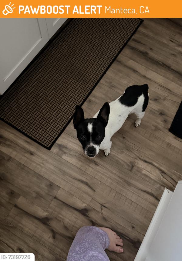 Found/Stray Female Dog last seen Mcnary Circle, Manteca, CA 95336
