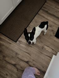 Found/Stray Female Dog last seen Mcnary Circle, Manteca, CA 95336
