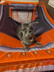 Reunited Male Cat last seen Howard Moore Park, Arlington, TX 76013
