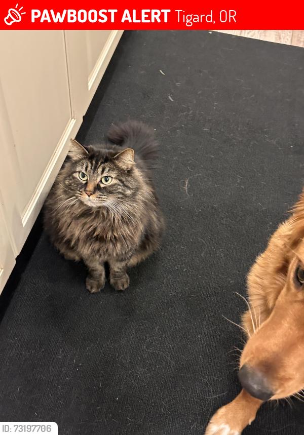 Lost Male Cat last seen Hall Blvd and McDonald, Tigard, OR 97224