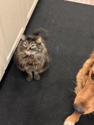 Lost Male Cat last seen Hall Blvd and McDonald, Tigard, OR 97224