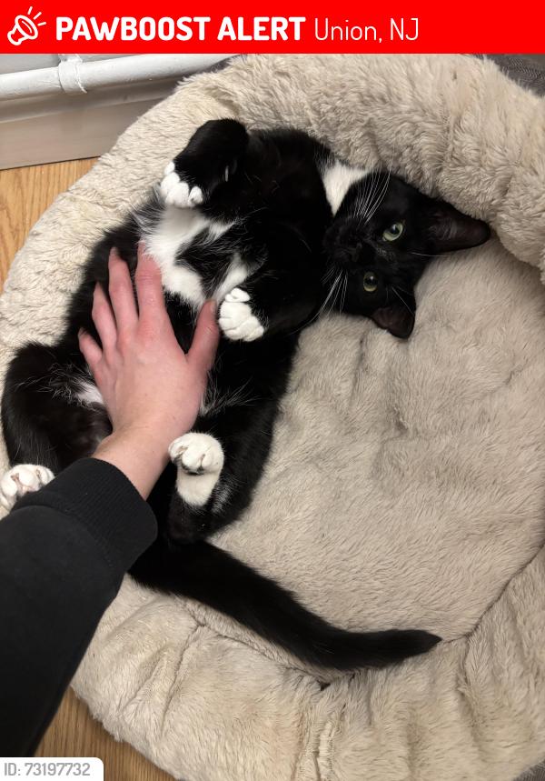 Lost Female Cat last seen Gregory ave, Elaine terrace, Union, NJ 07088