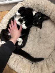 Lost Female Cat last seen Gregory ave, Elaine terrace, Union, NJ 07088