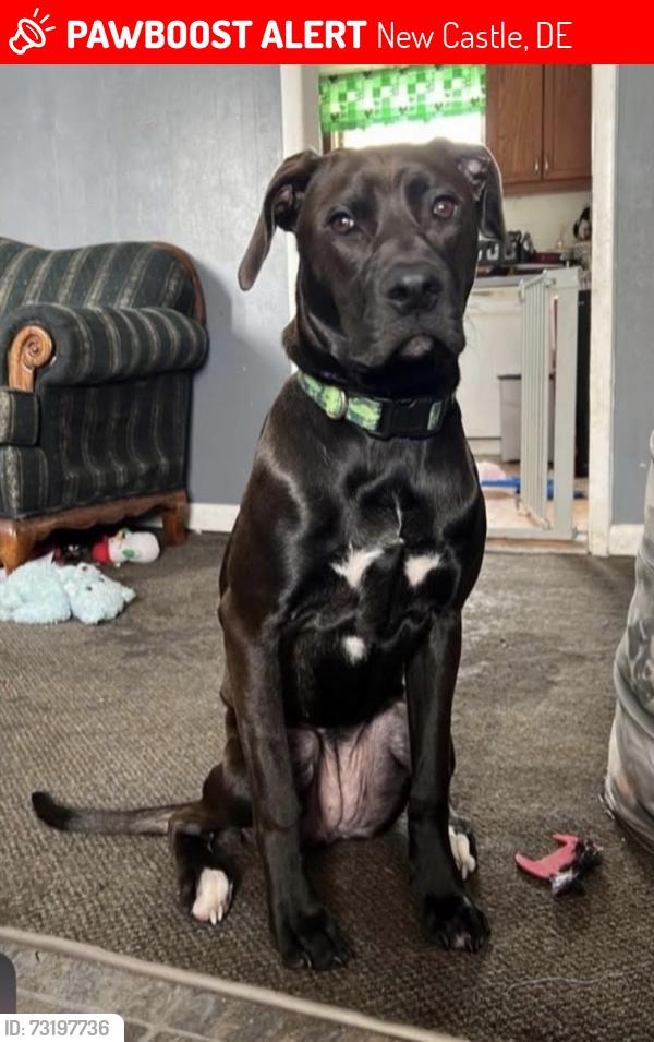 Lost Male Dog last seen Near N Broad Street Middletown Delaware, New Castle, DE 19720