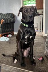 Lost Male Dog last seen Near N Broad Street Middletown Delaware, New Castle, DE 19720