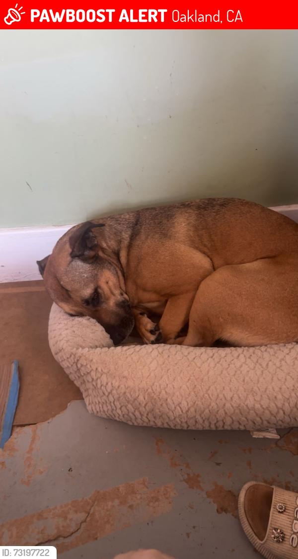 Lost Female Dog last seen Near Wentworth ave, Oakland, CA 94601