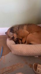 Lost Female Dog last seen Near Wentworth ave, Oakland, CA 94601