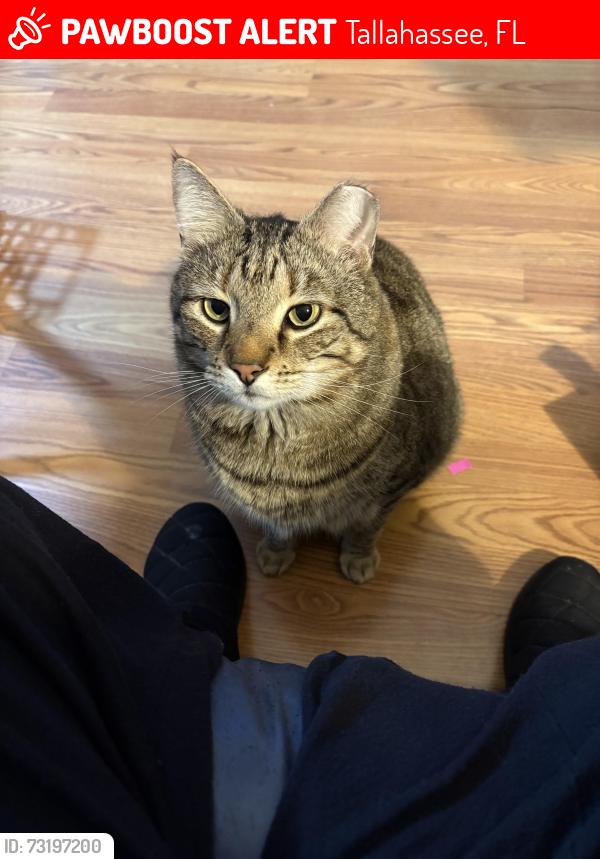 Lost Male Cat last seen Raa Ave, Myrick, Sunset Ln,Skyland Dr, Tallahassee, FL 32303