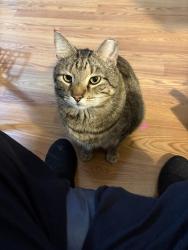 Lost Male Cat last seen Raa Ave, Myrick, Sunset Ln,Skyland Dr, Tallahassee, FL 32303