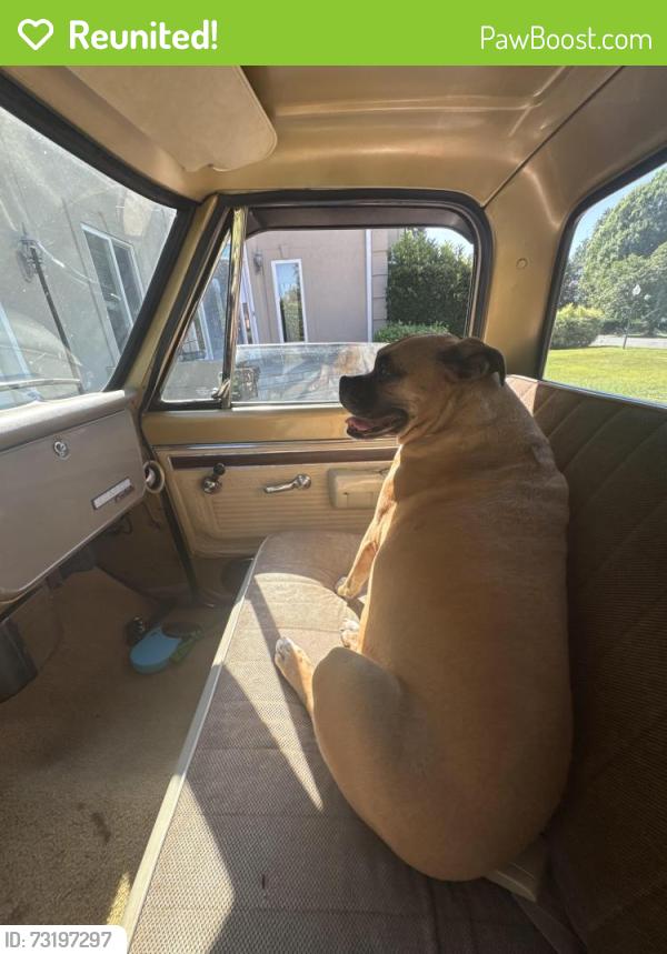 Reunited Female Dog last seen Langtree, Mooresville, NC 28117