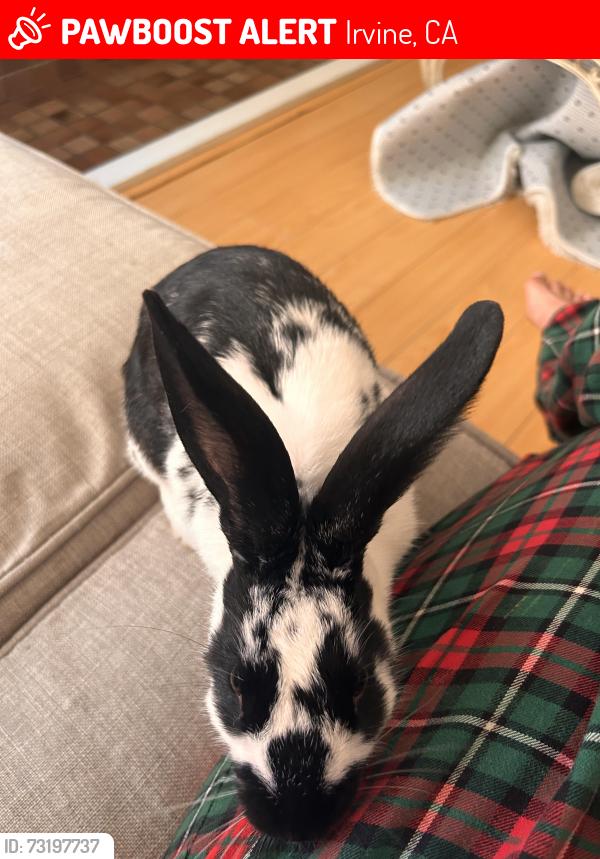 Lost Male Rabbit last seen Colombia court park, Irvine, CA 92612