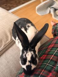Lost Male Rabbit last seen Colombia court park, Irvine, CA 92612