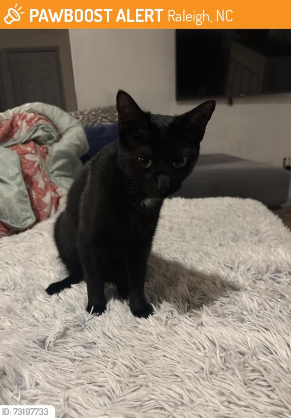 Found/Stray Female Cat last seen Eagle Ridge neighborhood, Raleigh, NC 27603