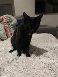 Found/Stray Female Cat last seen Eagle Ridge neighborhood, Raleigh, NC 27603