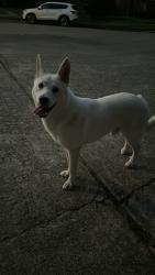 Found/Stray Male Dog last seen Oakbrook West, Houston, TX 77062