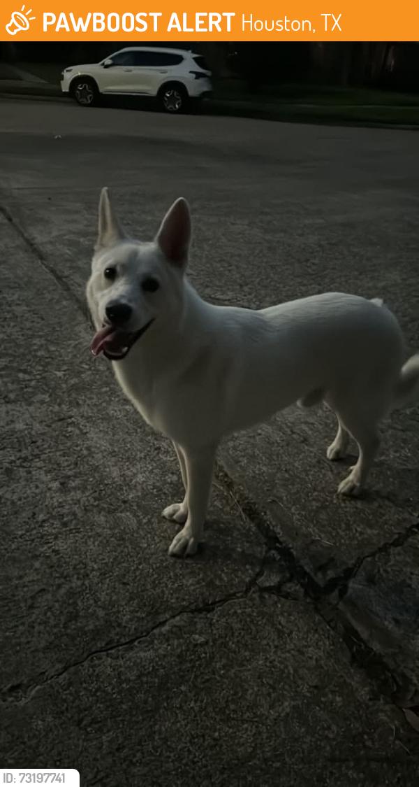 Found/Stray Male Dog last seen Oakbrook West, Houston, TX 77062