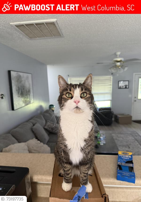 Lost Male Cat last seen Between fish hatchery rd and Arborgate, West Columbia, SC 29172