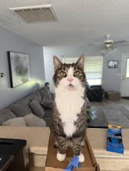 Lost Male Cat last seen Between fish hatchery rd and Arborgate, West Columbia, SC 29172