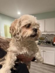 Reunited Male Dog last seen 84th and Elati, few doors down from vet, Denver, CO 80221