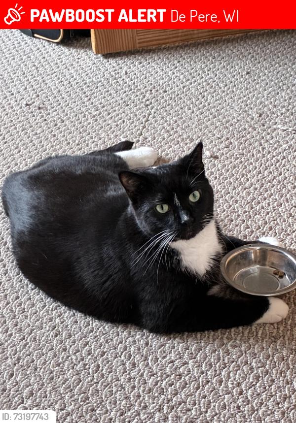 Lost Male Cat last seen Prospect place, De Pere, WI 54115