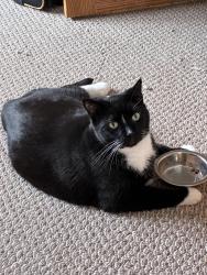 Lost Male Cat last seen Prospect place, De Pere, WI 54115