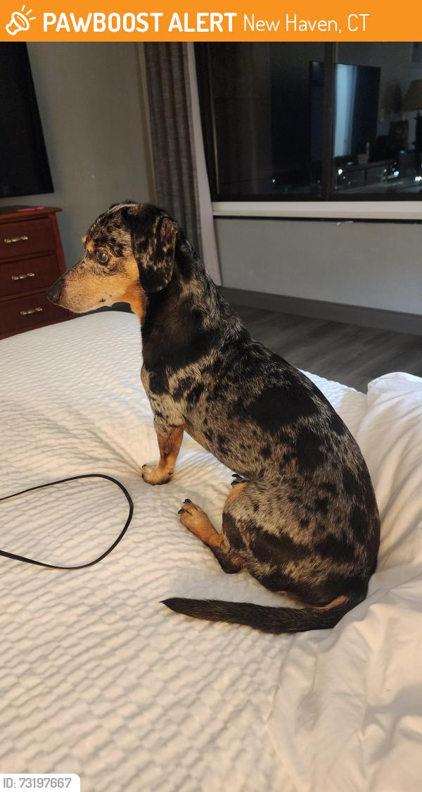 Found/Stray Male Dog last seen Near Sargent drive New Haven ct, New Haven, CT 06511