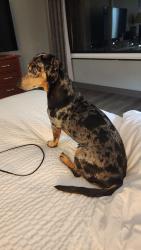 Found/Stray Male Dog last seen Near Sargent drive New Haven ct, New Haven, CT 06511