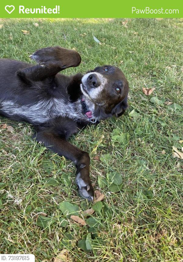 Reunited Female Dog last seen 37th and Ainsworth, Portland, OR 97211