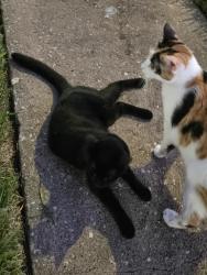 Found/Stray Unknown Cat last seen Brittmoore, Houston, TX 77080