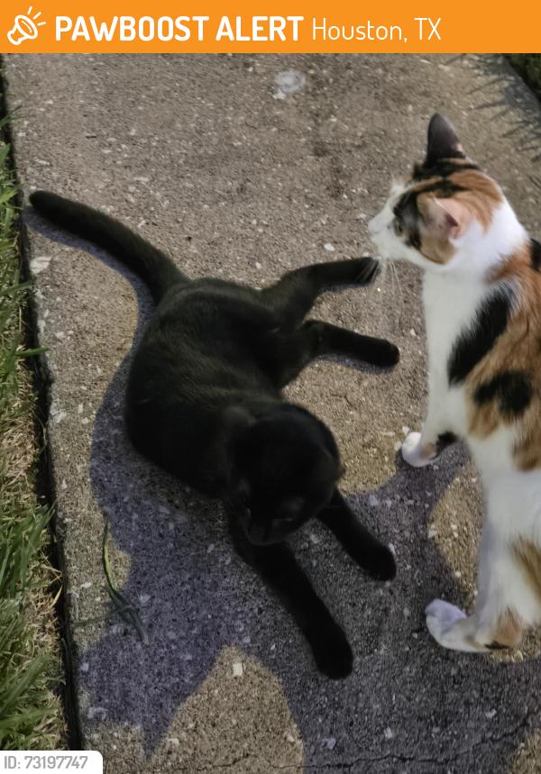 Found/Stray Unknown Cat last seen Brittmoore, Houston, TX 77080