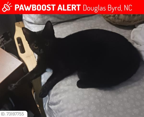 Lost Female Cat last seen Ireland Drive at Cumberland road, Douglas Byrd, NC 28306