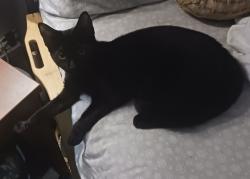 Lost Female Cat last seen Ireland Drive at Cumberland road, Douglas Byrd, NC 28306