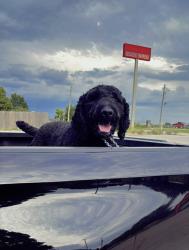 Reunited Male Dog last seen W North St, Lincoln, AR 72744