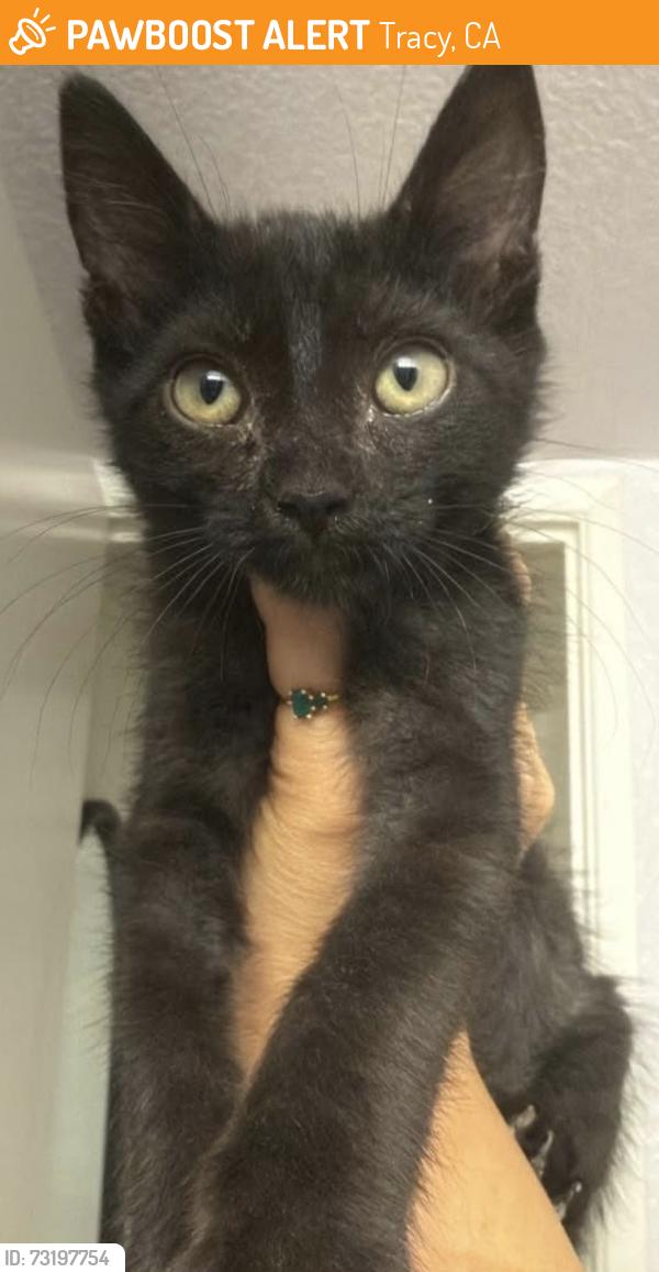 Found/Stray Unknown Cat last seen Eaton & Madison, Tracy, CA 95376