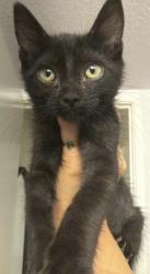 Found/Stray Unknown Cat last seen Eaton & Madison, Tracy, CA 95376