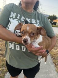 Reunited Female Dog last seen Gladstone Ave, Glendora, CA 91740